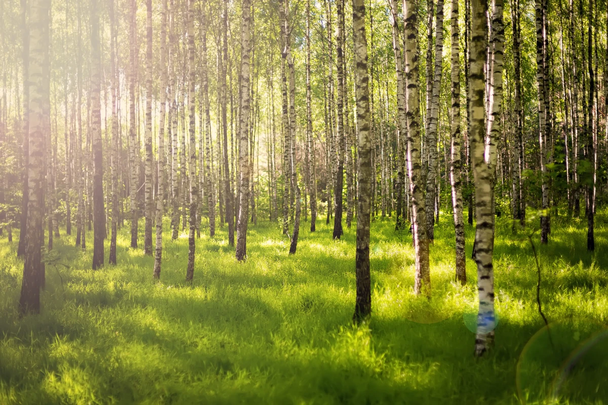Le Droit de Préférence Forestier : Un Outil Méconnu pour Préserver nos Forêts